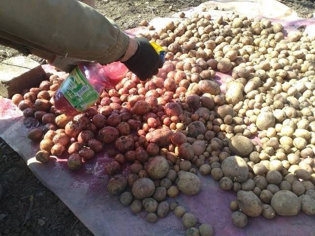 Обработка картофеля престижем при посадке картофеля
