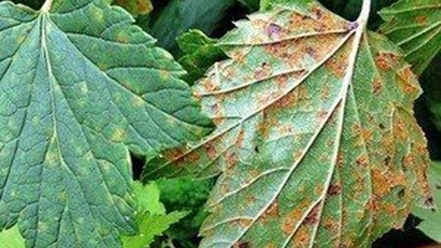 Обработка растений фунгицидами: инструкция по применению топаза при мучнистой росе и других заболеваниях