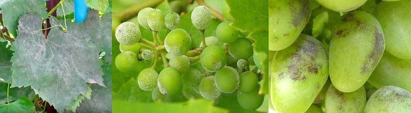 Оидиум на винограде препараты