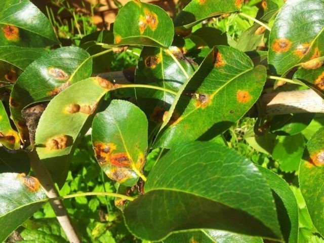 Пятна на листьях груши