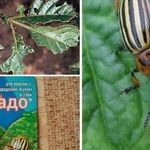 Инструкция по применению препарата Корадо от колорадского жука