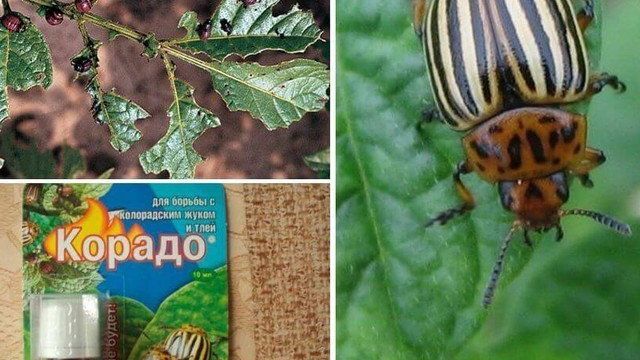 Инструкция по применению препарата Корадо от колорадского жука