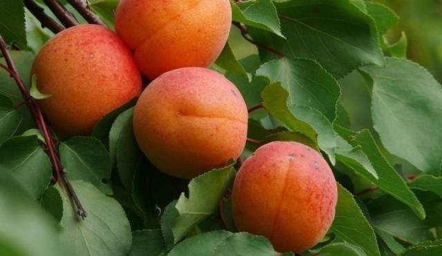 Сорт абрикоса краснощекий