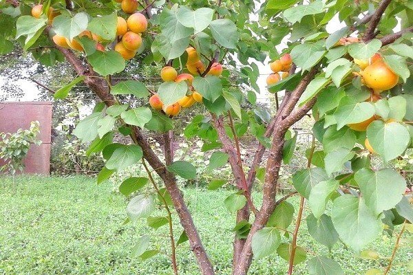 Сорт абрикоса нью джерси