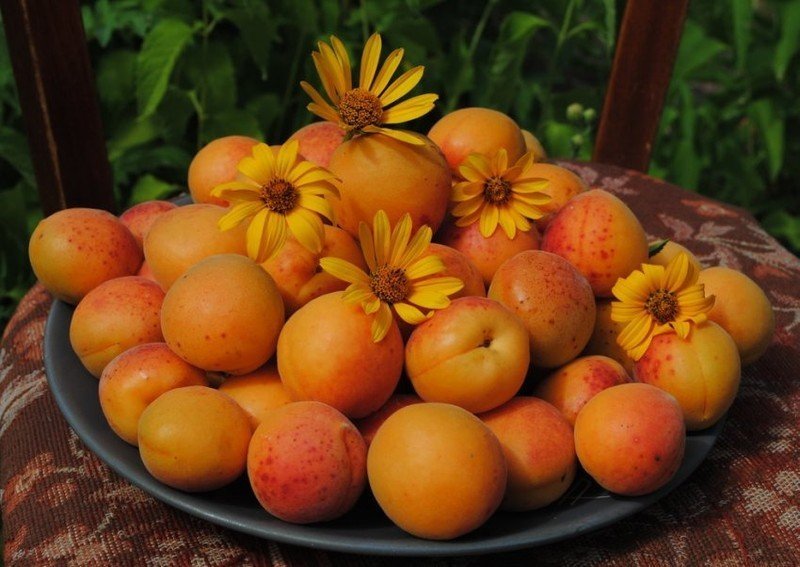 Урожай абрикос Жигулёвский сувенир