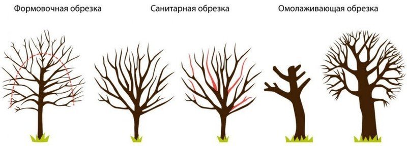 Виды обрезки плодовы деревьев