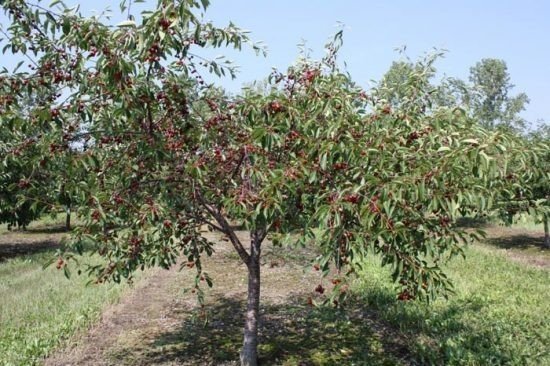 Черешня ленинградская дерево