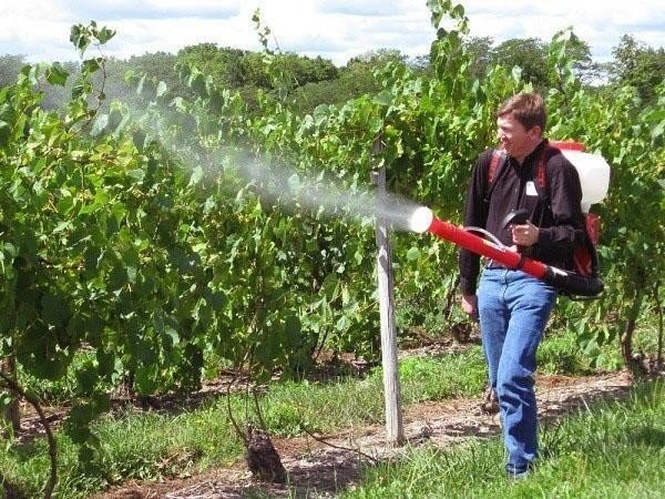 Пушка для опрыскивания сада винограда