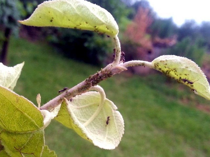 Зеленая яблонная тля
