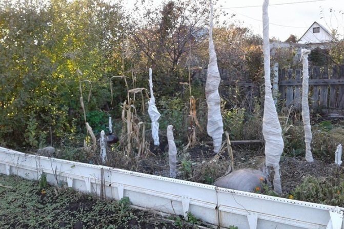 Укрытие колоновидных деревьев на зиму
