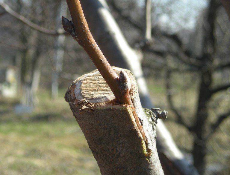 Прививка в расщеп плодовых деревьев весной