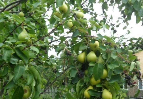 Колоновидная яблоня и груша