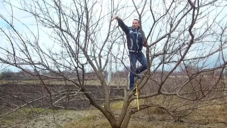 Обрезка плодовых деревьев волгоград