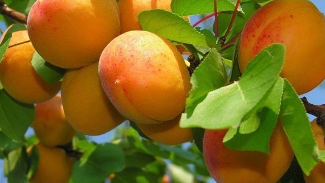 Как посадить абрикос и правильно ухаживать за ним