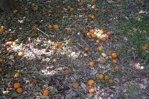 Апельсины на земле