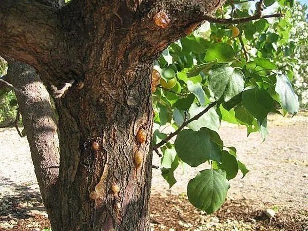 Камедетечение вишни монилиоз