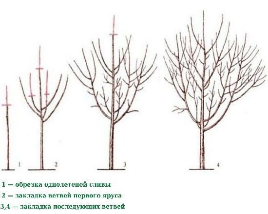 Схема формирования сливового дерева