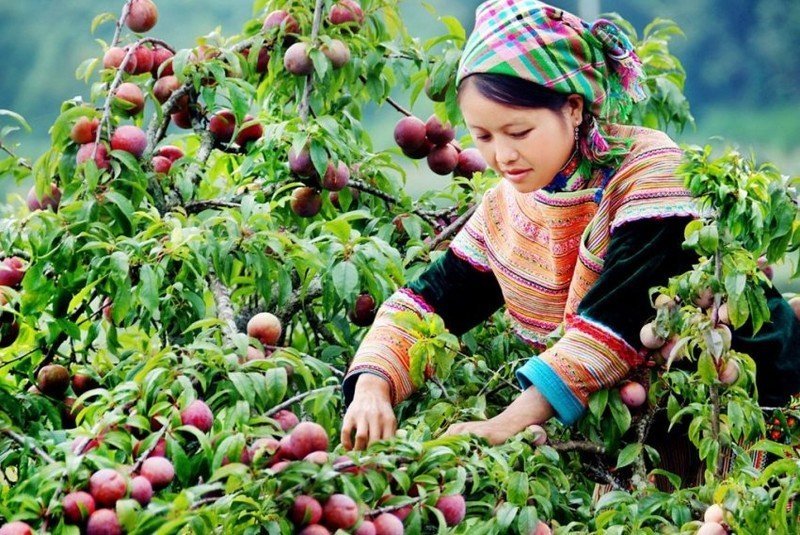 Японцы собирают яблоки