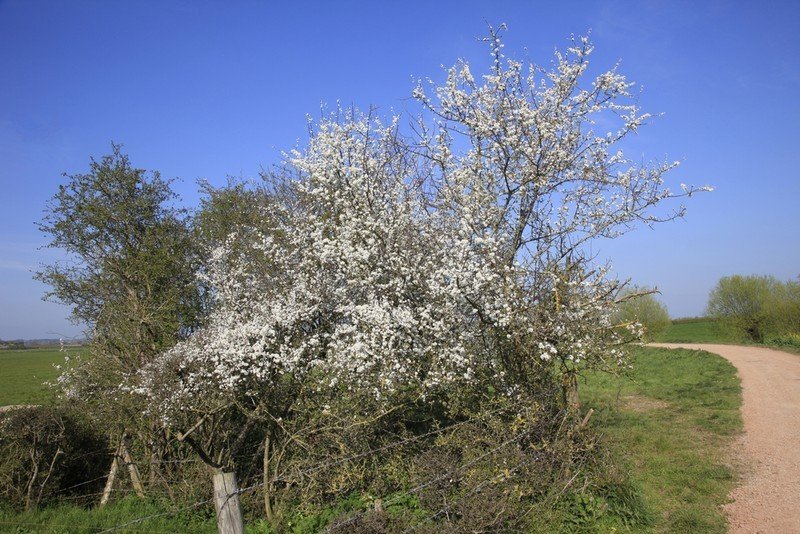 Яблоня цветет дерево