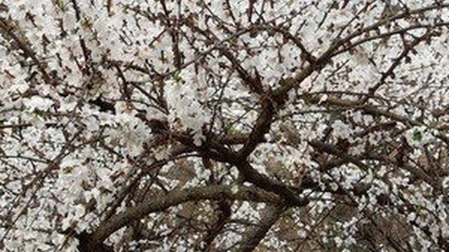 Дерево войлочная вишня (Cerasus): сорта с фото, выращивание и уход