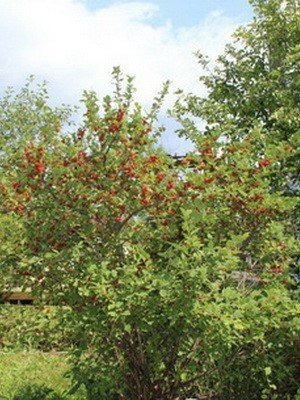 Яблоневый боярышник кустарник