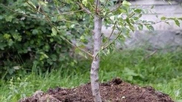 Характеристики и особенности выращивания вишни "Тургеневка"