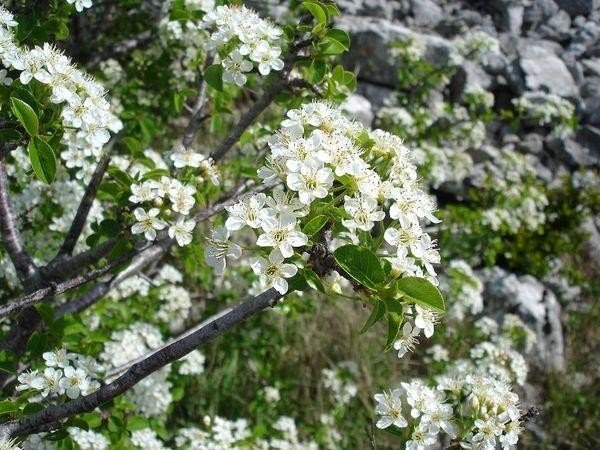 Яблоня цветущая белыми цветами дерево