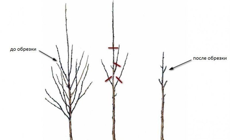 Схема обрезки колоновидной яблони
