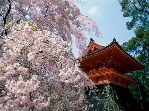 Киото цветение сакуры
