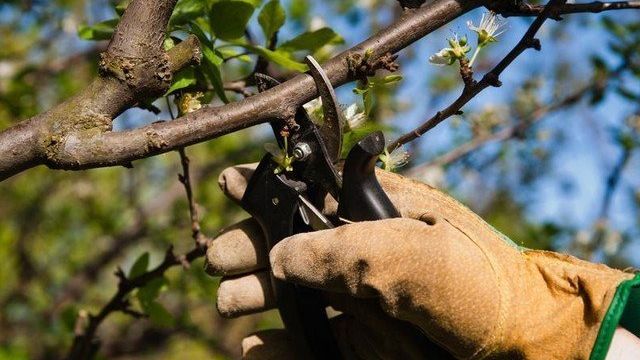 Сорта вишни устойчивые к коккомикозу и монилиозу