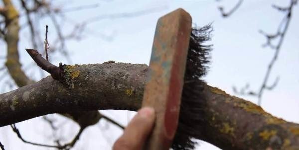 Прививка на ствол дерева с помощью дрели