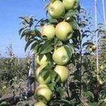Что мы знаем о яблоне Семеренко
