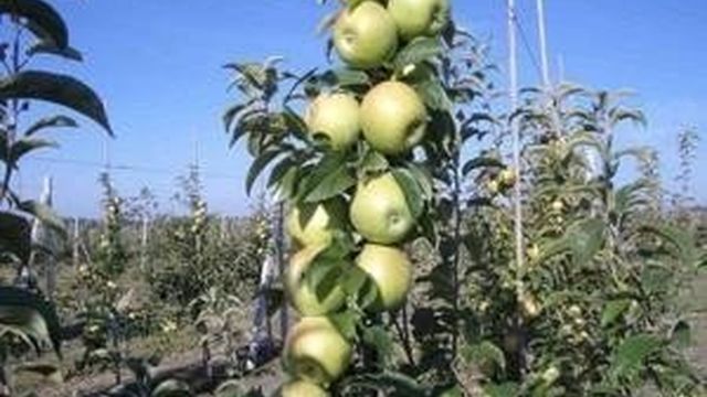 Что мы знаем о яблоне Семеренко