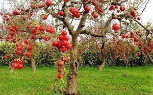 Яблоня без листьев но с яблоками