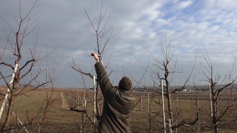 Pruning apple trees central lider