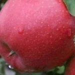 Характеристики яблони сорта «Хани крисп»