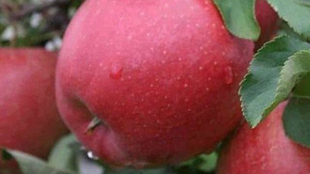 Характеристики яблони сорта «Хани крисп»