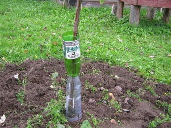 Капельный полив для деревьев своими руками из бутылок