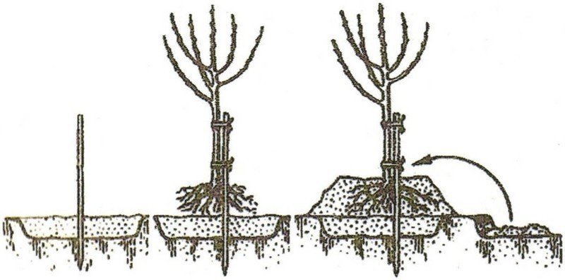 Схема посадки карликовой яблони