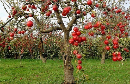 Дикая яблоня