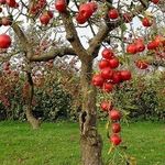 Как вырастить крепкий подвой для яблони