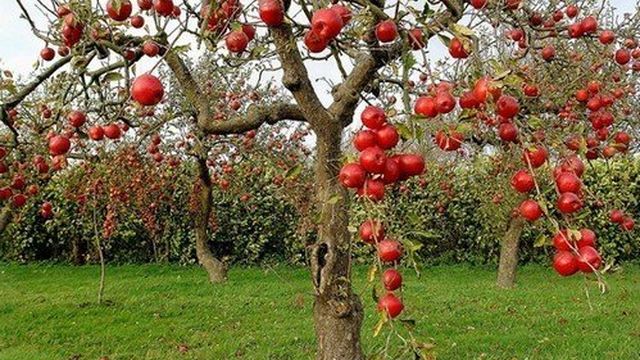 Как вырастить крепкий подвой для яблони