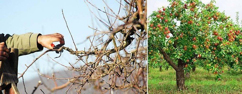 Весенняя обрезка плодовых деревьев яблоня