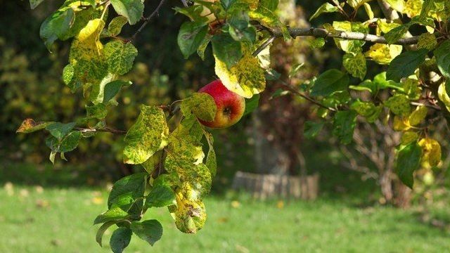 Обрезка яблонь осенью + видео, схема для начинающих