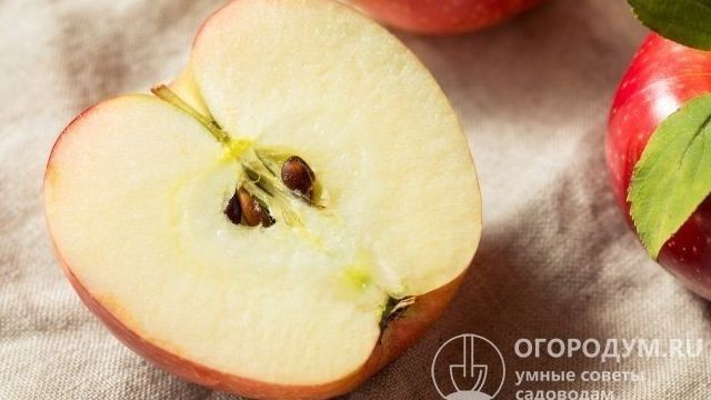 Как вырастить яблоню из семечки, в том числе в домашних условиях, пошаговая инструкция выращивания из косточки