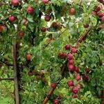 Полив яблонь летом во время созревания и плодоношения