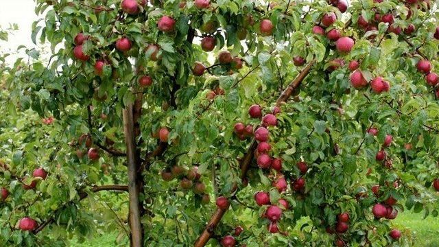 Полив яблонь летом во время созревания и плодоношения