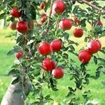 Размножение яблони: черенкование, воздушные отводки и другие методы