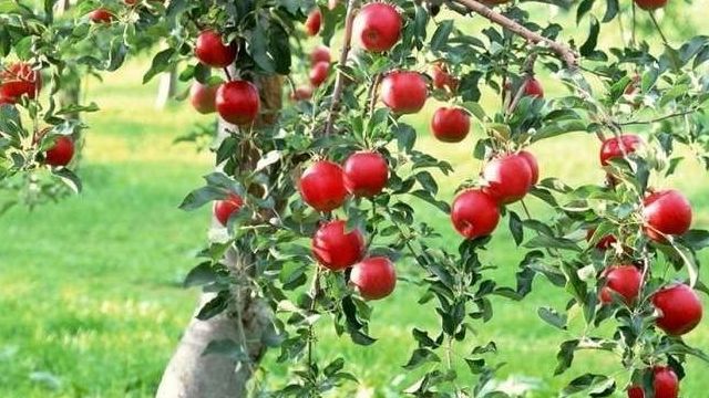 Размножение яблони: черенкование, воздушные отводки и другие методы