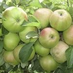 Уникальная по урожайности яблоня Вербное